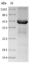 Human GHR protein