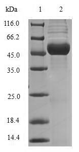 Bacterial mdh protein