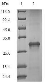 Sheep IL4 protein
