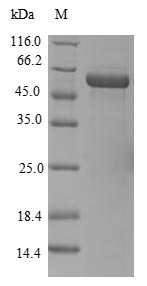 Human ELAVL4 protein