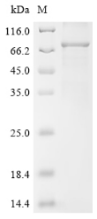 Mouse Srpx2 protein