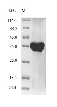 Human HLA G protein
