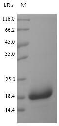 Bacterial chp protein