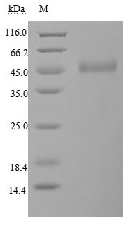 Recombinant Human Cytotoxic T-lymphocyte protein 4 (CTLA4), partial (Active)