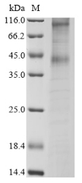 Recombinant Human Mu-type opioid receptor (OPRM1)