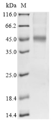 Recombinant Human Fibroblast growth factor receptor 1 (FGFR1), partial
