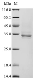 Recombinant Escherichia coli Outer membrane protein assembly factor BamA (BamA), partial