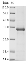 Recombinant Human Granzyme B (GZMB)