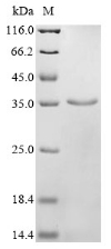 Recombinant Human Sorbin and SH3 domain-containing protein 2 (SORBS2), partial