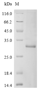 Recombinant Human Transcriptional enhancer factor TEF-1 (TEAD1), partial
