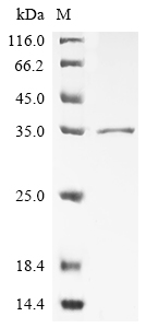 Recombinant Streptococcus pyogenes Immunoglubulin-degrading enzyme (ideS)
