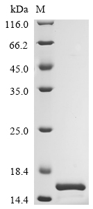 Recombinant Mouse Appetite-regulating hormone (Ghrl)
