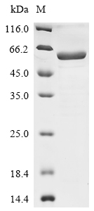 Recombinant Human Receptor-type tyrosine-protein phosphatase-like N (PTPRN), partial