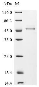 Recombinant Mouse Fructose-bisphosphate aldolase C (Aldoc)