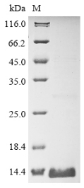 Recombinant Rat Claudin-1 (Cldn1), partial