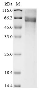 Recombinant Human Leucine-rich repeat-containing G-protein coupled receptor 5 (LGR5), partial