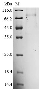 Recombinant Mouse Mannan-binding lectin serine protease 2 (Masp2)