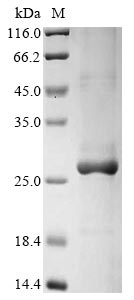 Recombinant Dog C-C motif chemokine 17 (CCL17)