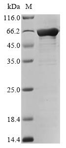 Recombinant Human Fibroblast growth factor 2 (FGF2), Biotinylated