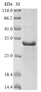 Recombinant Human Phosphatidylinositol 4,5-bisphosphate 3-kinase catalytic subunit gamma isoform (PIK3CG), partial