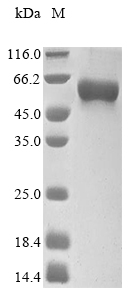 Recombinant Dog Phospholipase A2 group XV (PLA2G15)