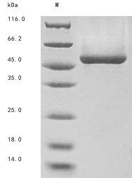 Recombinant Dog Phospholipase A2 group XV (PLA2G15)