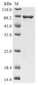 Recombinant Enterobacteria phage T4 Recombination protein uvsY (uvsY), Biotinylated