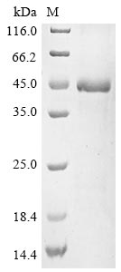 Recombinant Human T-cell immunoglobulin and mucin domain-containing protein 4 (TIMD4), partial