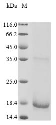 Recombinant Human Protein FAM72A (FAM72A)