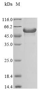 Recombinant Human Cytokine receptor-like factor 3 (CRLF3)