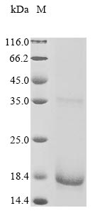 Recombinant Human Protein FAM72A (FAM72A)