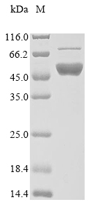 Recombinant Human Flap endonuclease 1 (FEN1)