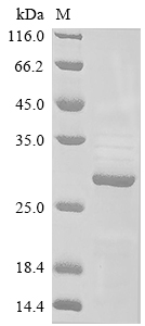 Recombinant Mouse Anterior gradient protein 2 homolog (Agr2)