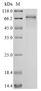Recombinant Human Epidermal growth factor receptor (EGFR), partial
