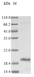 Recombinant Dermatophagoides pteronyssinus Major mite allergen Der p 23
