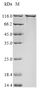Recombinant Mouse Ubiquitin carboxyl-terminal hydrolase MINDY-2 (Mindy2)