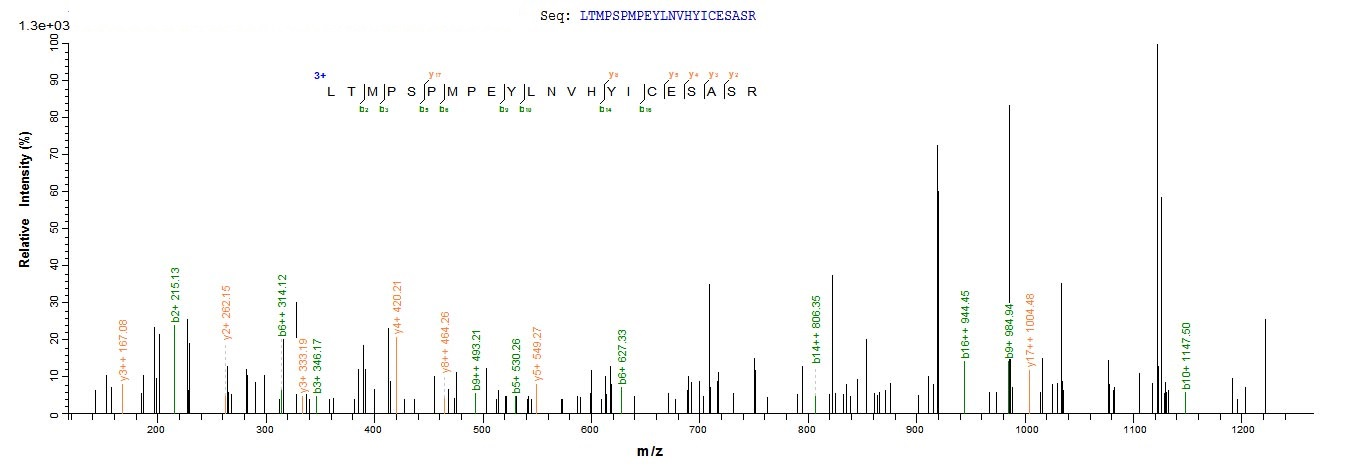 Recombinant Human Nuclear receptor subfamily 2 group C member 2 (Nr2c2), partial