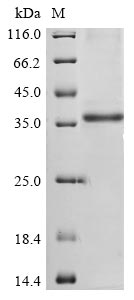 Recombinant Bovine coronavirus Non-structural protein 2a (2a)