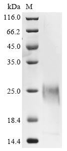 Recombinant Bovine coronavirus Spike glycoprotein (S), partial