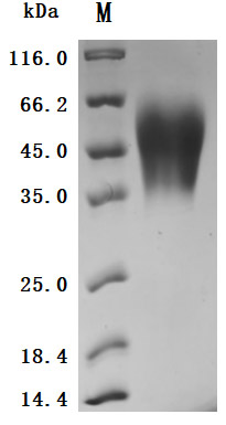 Human CEACAM6 Protein