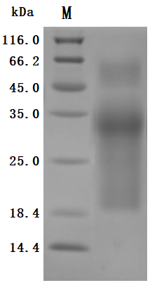 Human MUC17 Protein