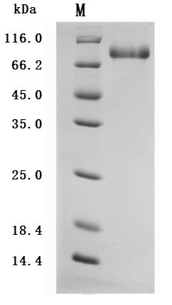 CD93 Protein