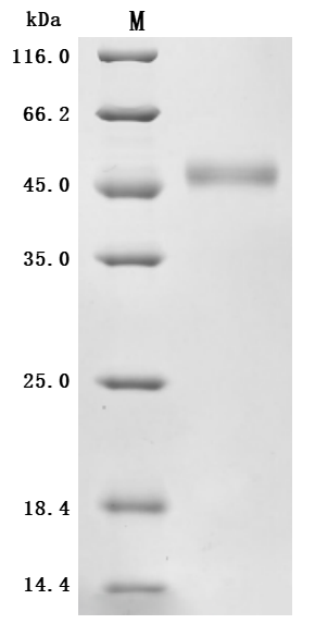 Human SLC39A6 Protein