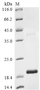 Bovine TGFB2 Protein