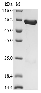 Human AMFR Protein (Biotin)