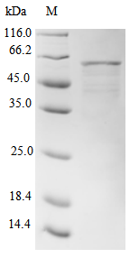 Human APOBEC3G Protein