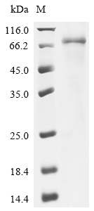 Human metapneumovirus Fusion glycoprotein F0 Protein