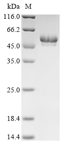 Human AMFR Protein