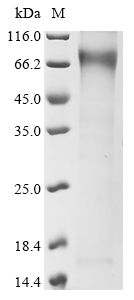 Human LRP2 Protein