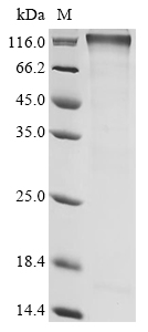 Mouse Sema4c Protein